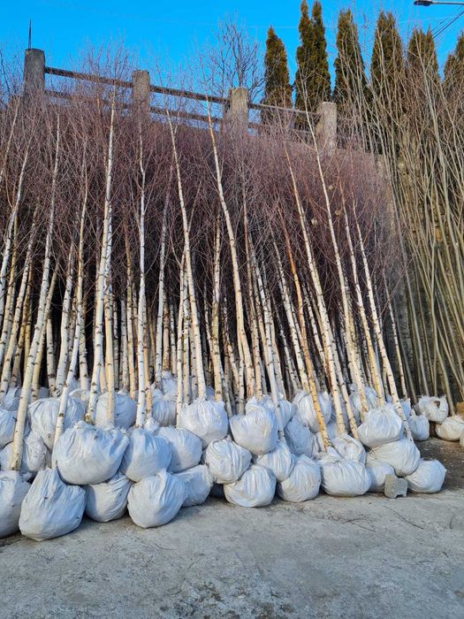 Mesteacan Tei , Catalpa