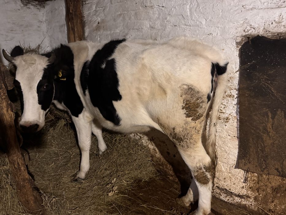 Продам тёлку черно-пёстрая стельная от молочный породы.