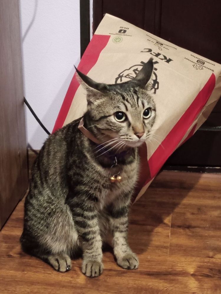 Отдам кота в добрые руки