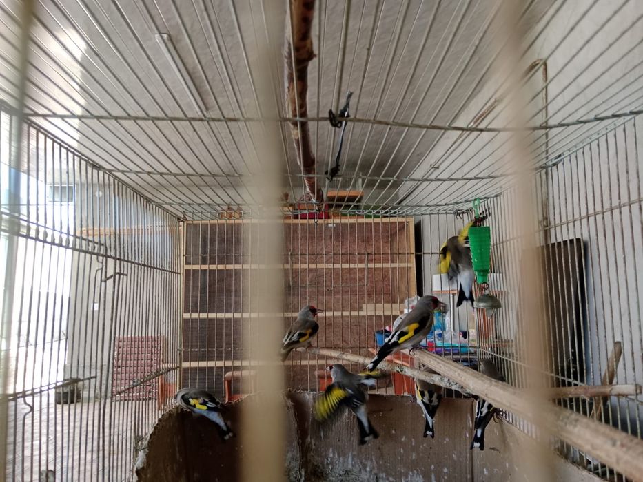 Щеглы      дымчатые