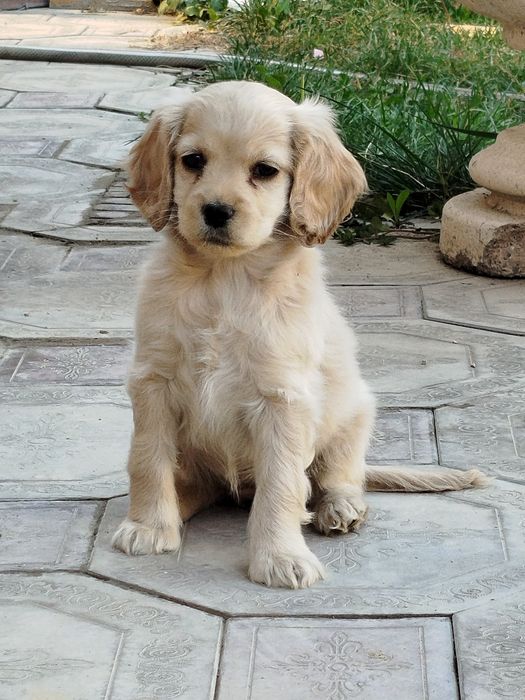 Щенок Кокер Спаниель