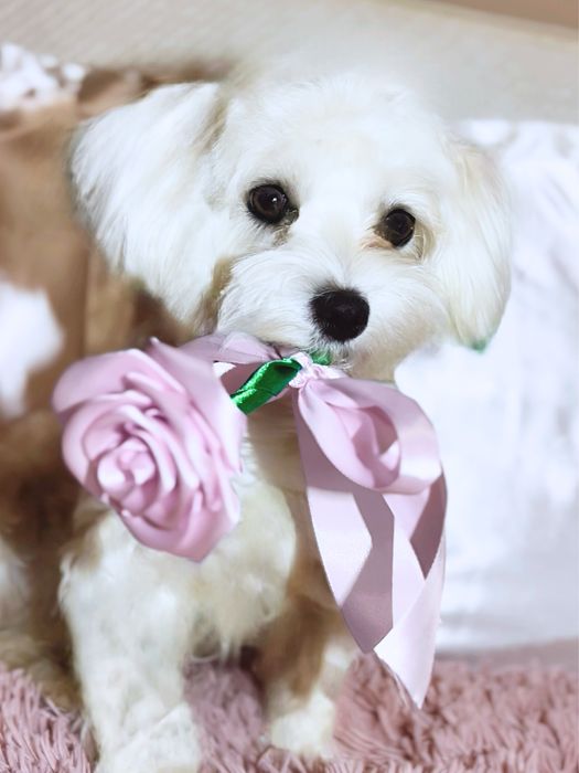 Подарък Букети от сатенени рози