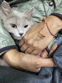 Молодая кошка в добрые руки СРОЧНО