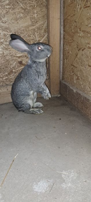 Iepuri masculi 8 luni