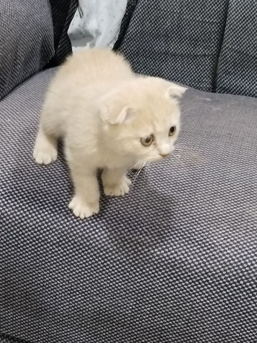 Mushuk sotiladi  zotor narxini kelishamiz zoti skoltishfot