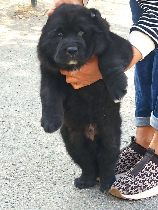 Шенок алабаев чистокровные