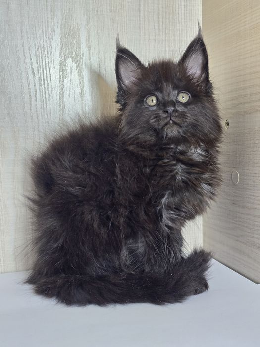 Продаю Мейн_кун девочка.