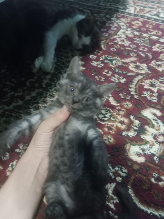 mushuk sotiladi.