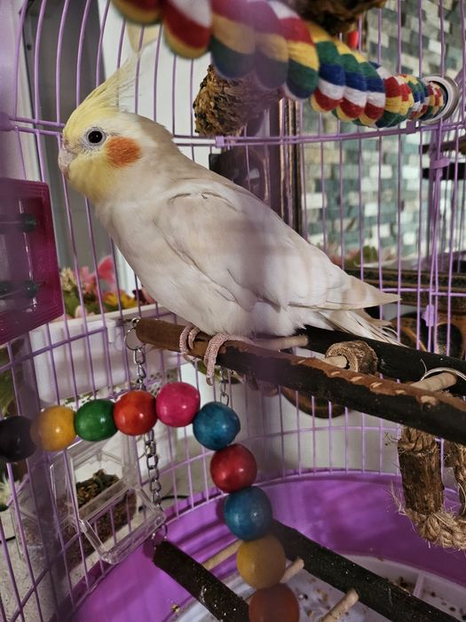 Vând papagal nimfa mascul