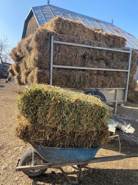 Baloti lucerna 350 lei buc