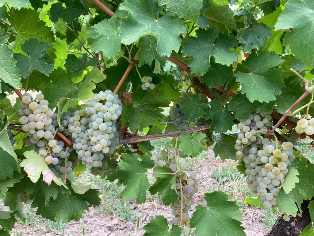 Struguri pentru vin - Sauvignon Blanc