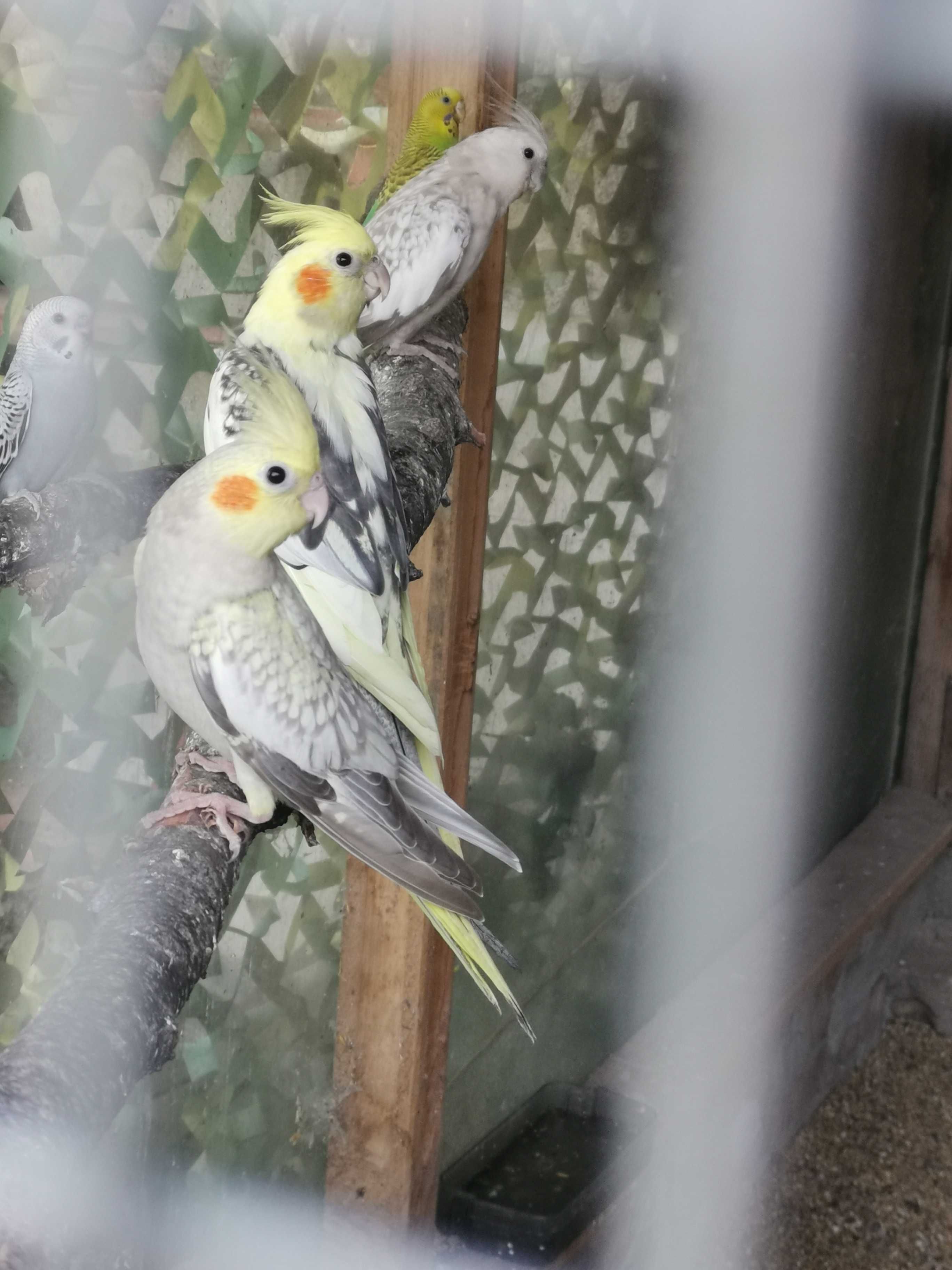 Папагали корела и вълнисти