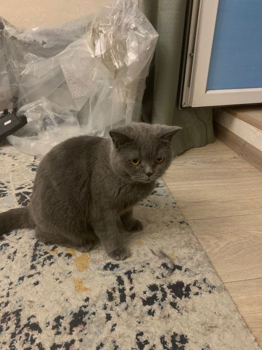 Кошка В Хорошие Руки