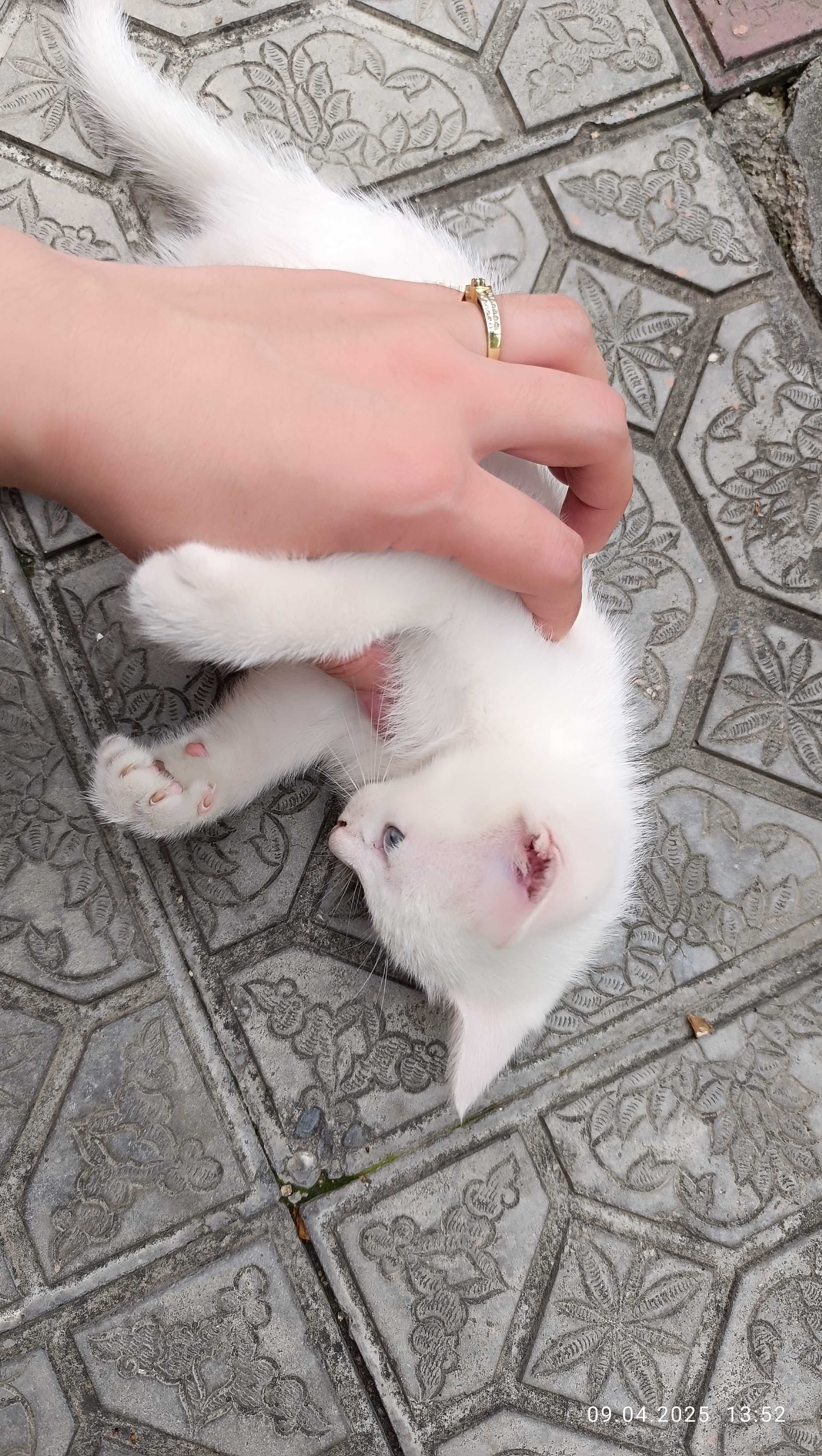 Котёнок Турецкая ангора