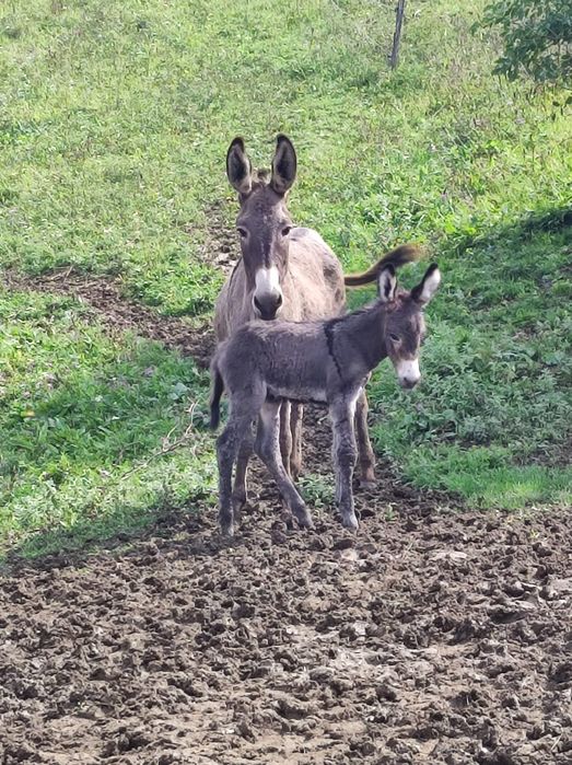 Lapte de măgăriță