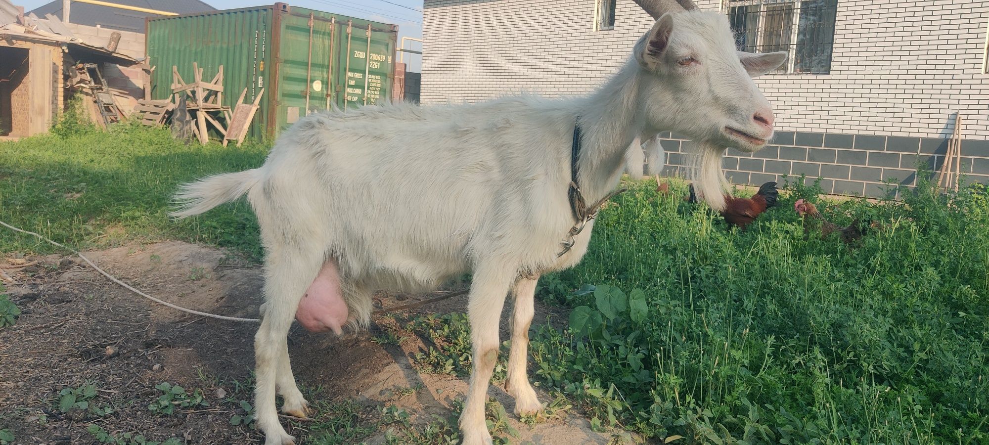 В продаже козы и козлята