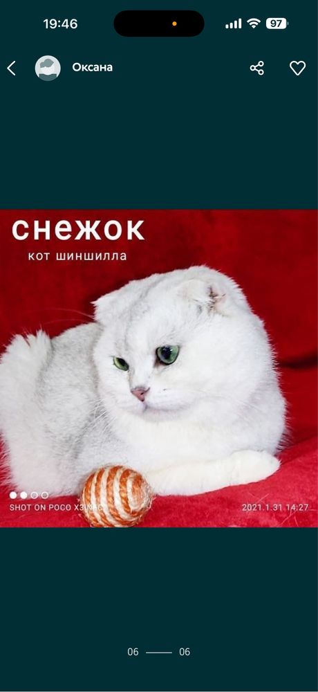 Шикарные коты Шиншиллы на вязку
