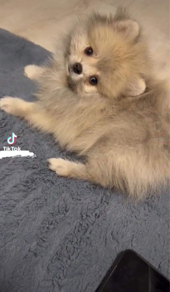 Pomeranian puppy