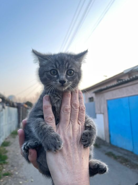 Отдам котят      .