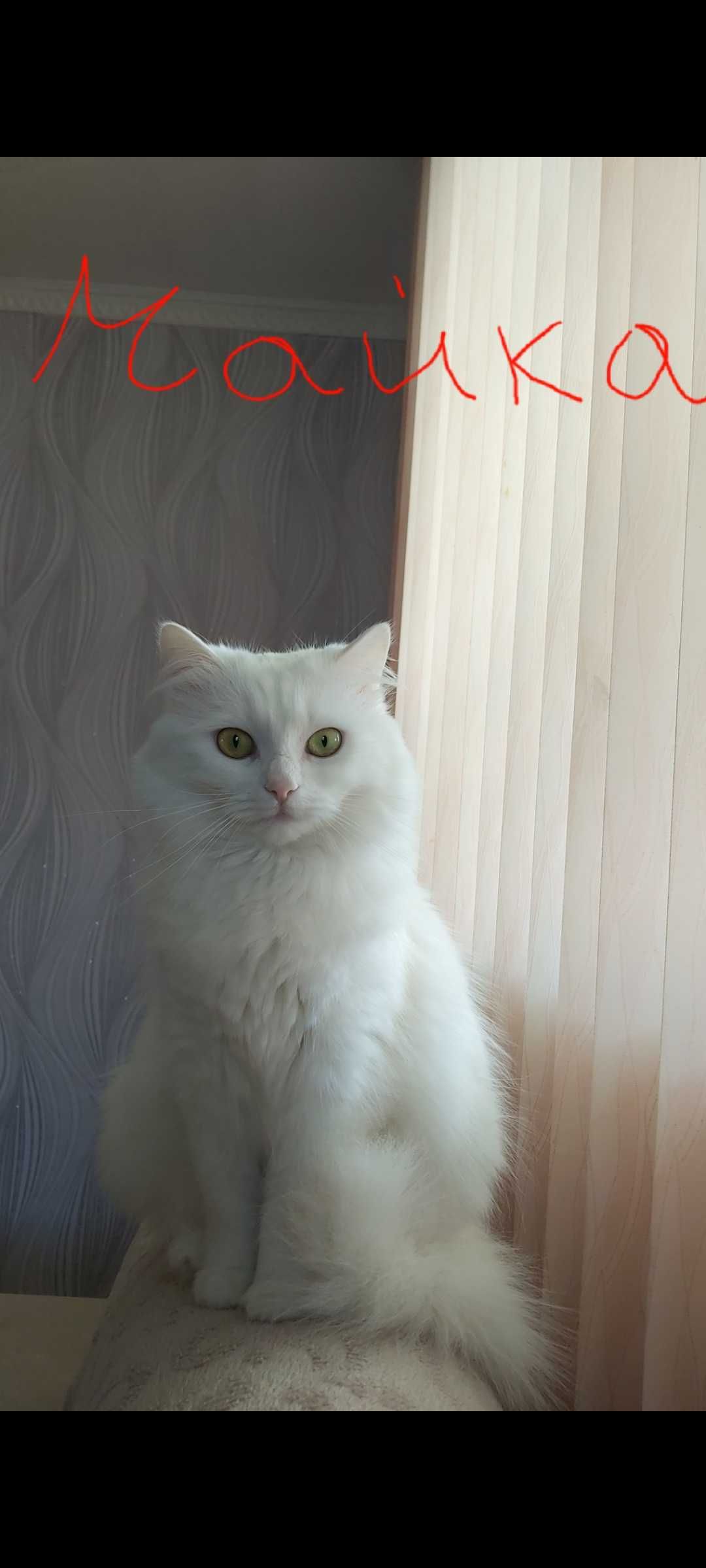 Ангорска котка...