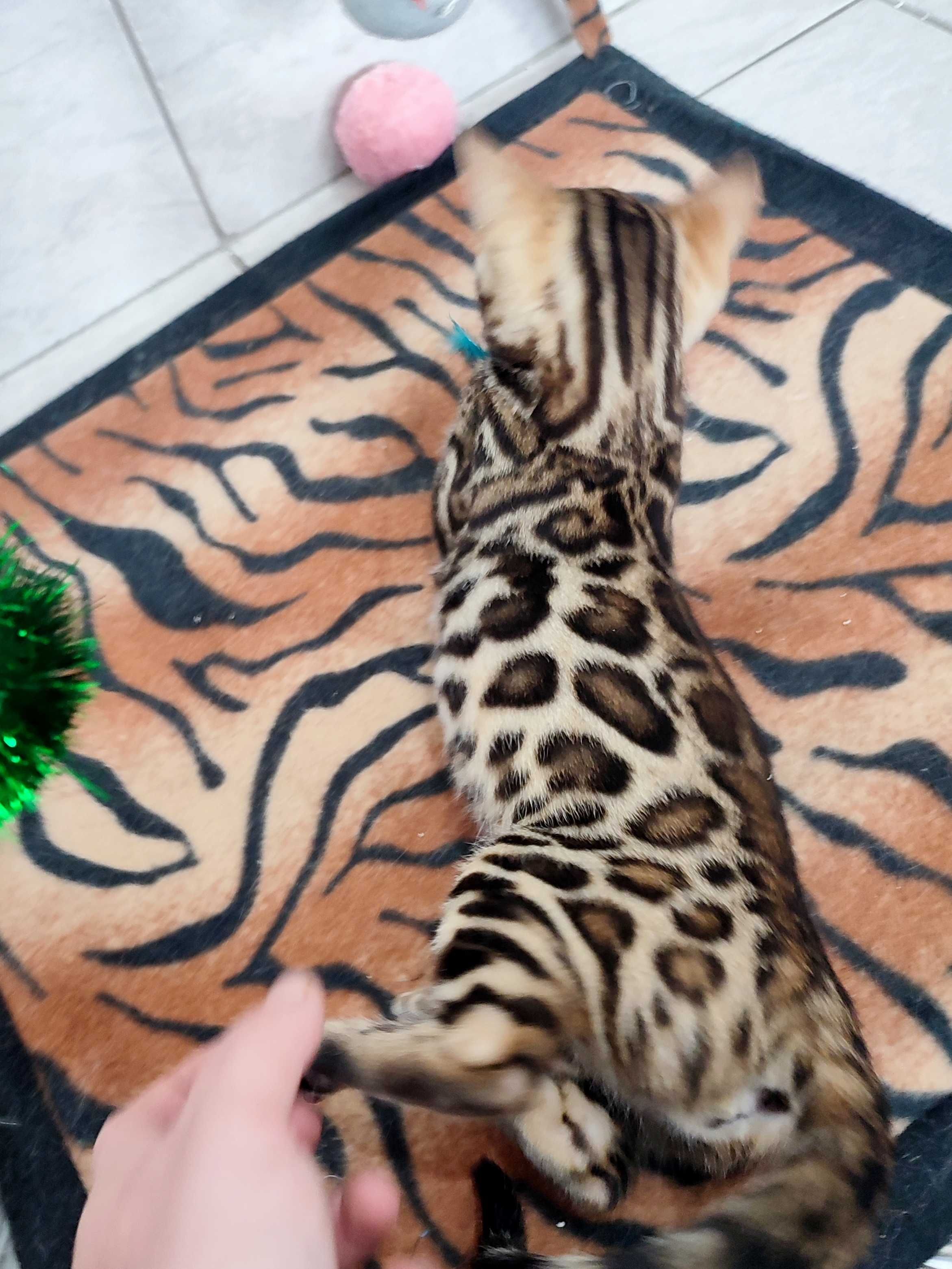 Pisicuta bengal cu pedigree