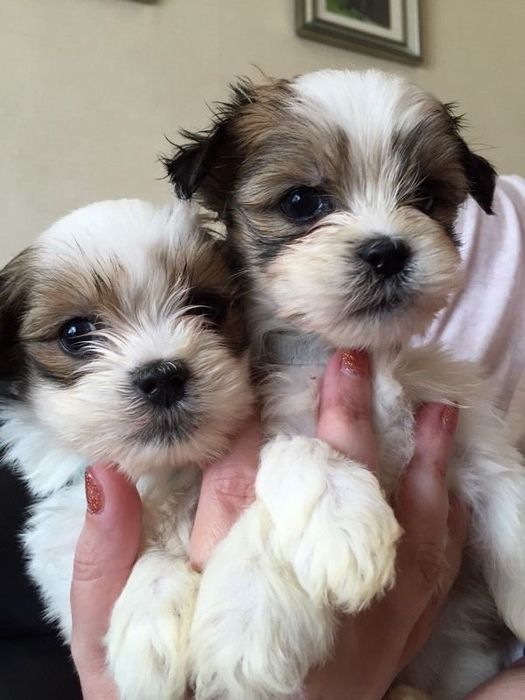 Bichon maltez mini toy