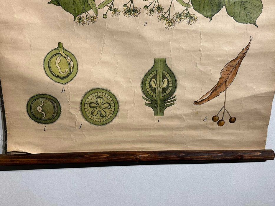 Соц Учебни Плакати Постери Ботаника