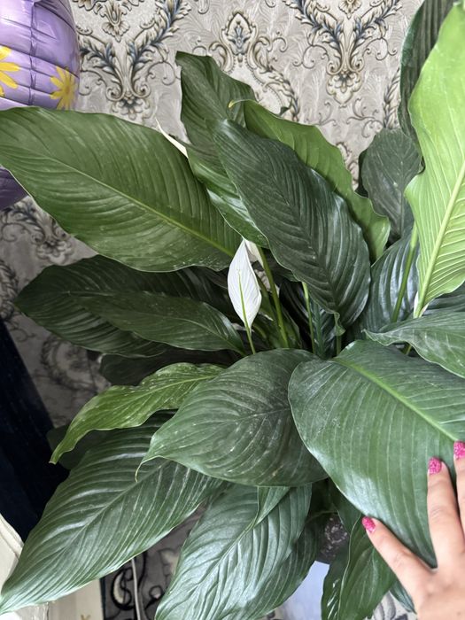 Spatifillum (ayol baxti)tuvak gul sotiladi