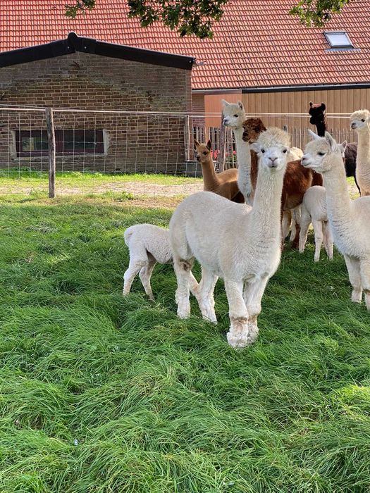 Vând Alpaca femele și masculi tinere si mature