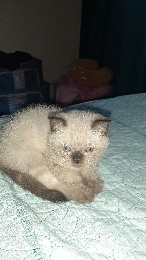 Шотландские котята