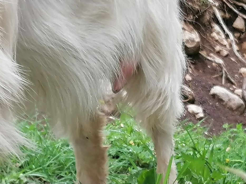 Capre îngrijite acasă