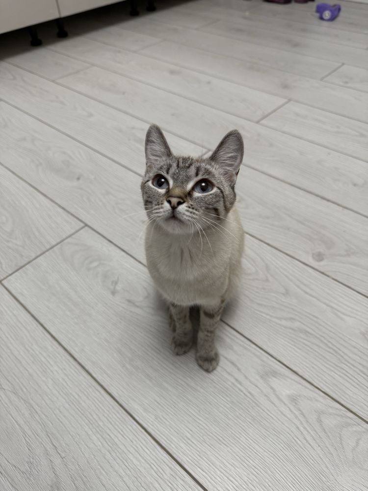 Котенок девочка