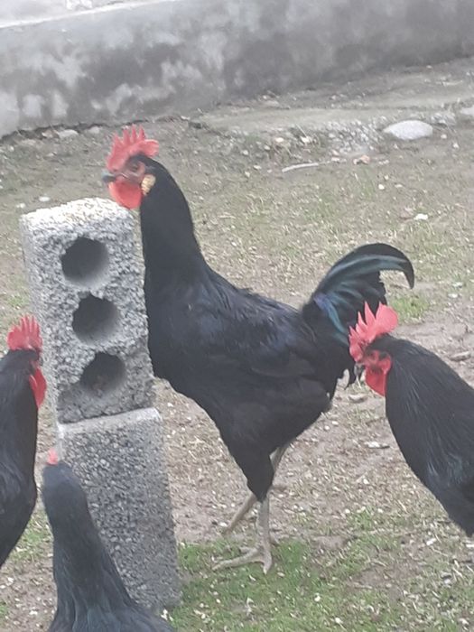 Qora shagzoda xorozlari sotladi