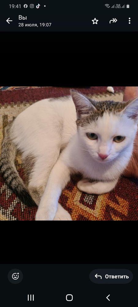 Пропала кошка, нашедшему вознаграждение
