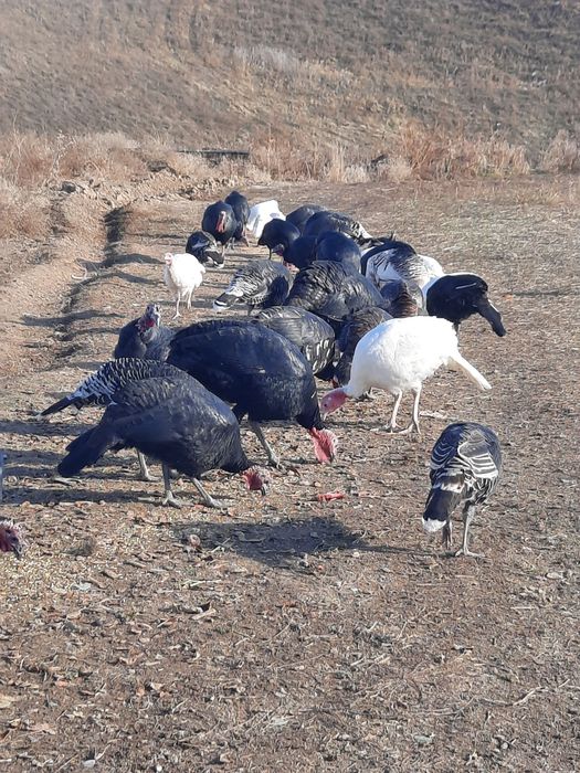 Продам индюков домашних