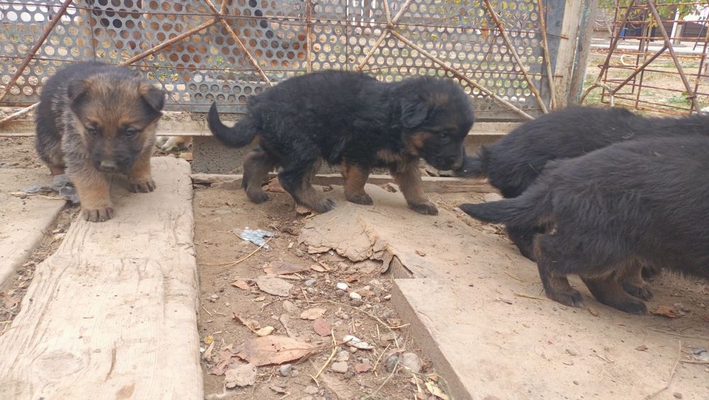 Щенки овчарок девочки