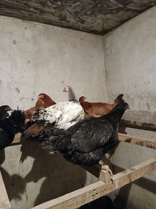 Товуклар сотилади