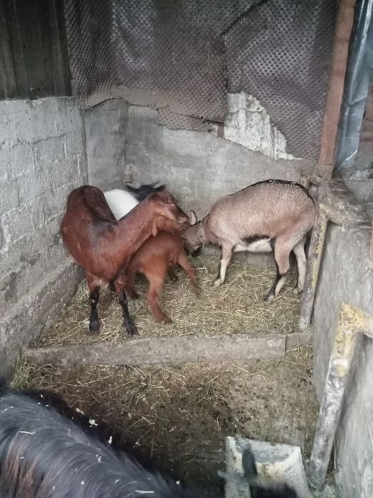 Vând sau schimb cu cereale porumb grâu