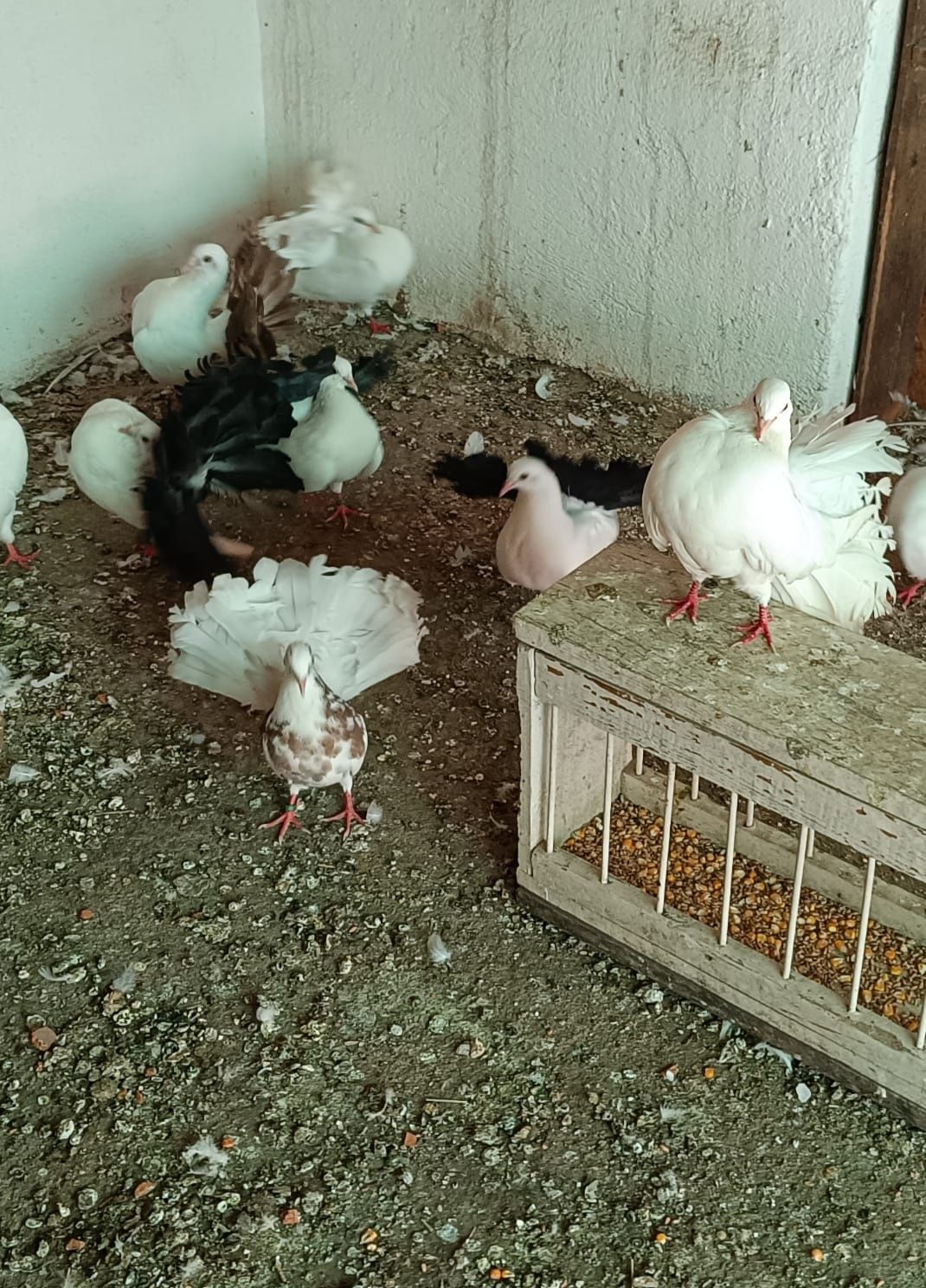 Vând porumbei votați