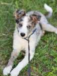 Caine Border Collie pui 3 luni