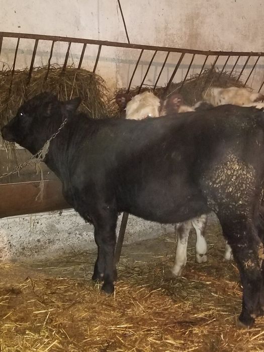 Vitei angus si belgieni la 300 kg bucata