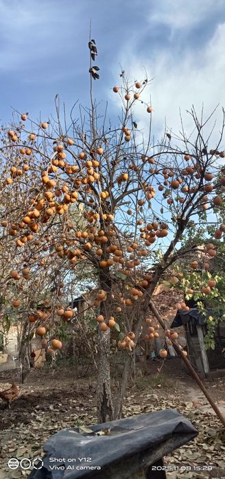 Продается хурма. Оптом. Свой огород.