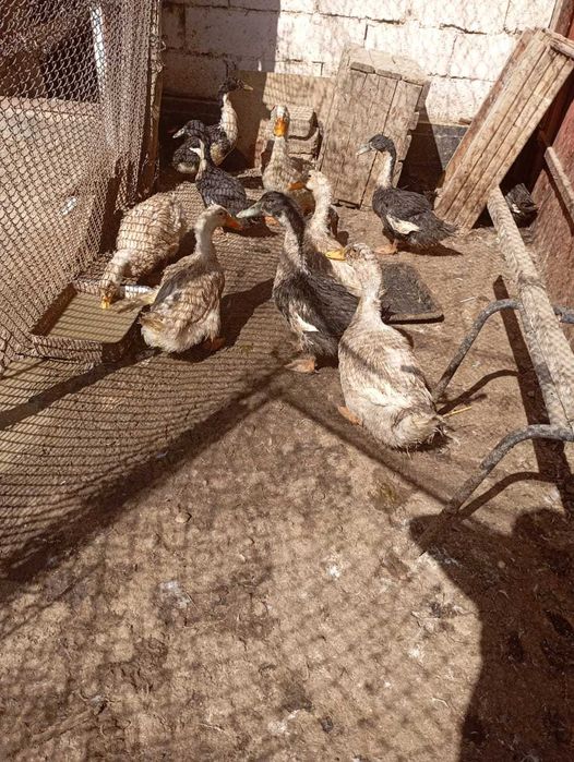 Продам уток 14шт