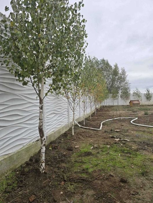 Gama Foioase Premium: Tei, Carpen, Platan | Livrare Personală