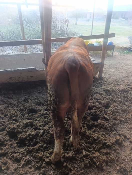 Сотилади срочно гов