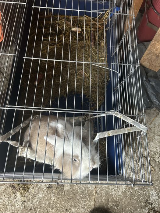 Vand iepuras cap de leu