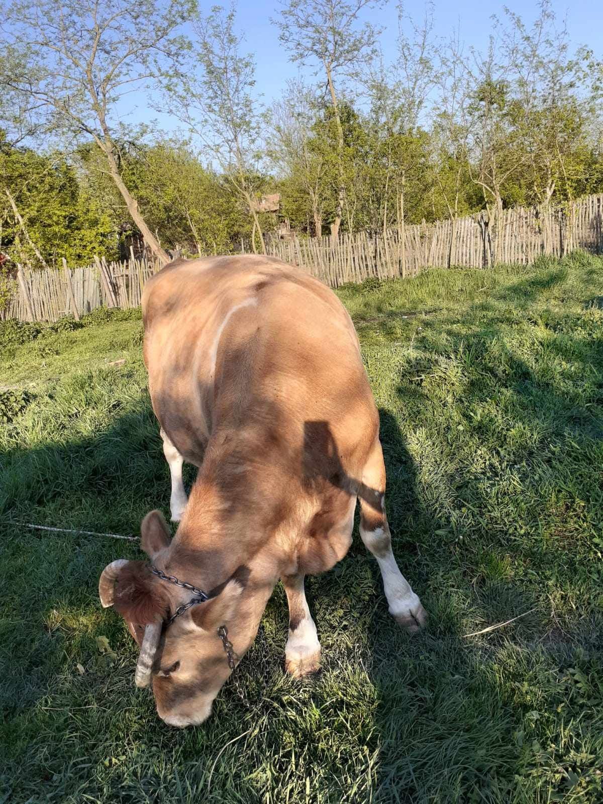 Vând vacă bună de lapte!