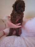Pudel mini toy Red