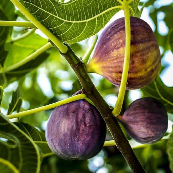 Pomi Fructiferi (Soiuri De Smochini)
