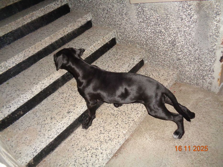 Кане Корсо красиво, здраво момиче на 4 месеца